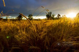 Wheat in the storm_7.jpg
